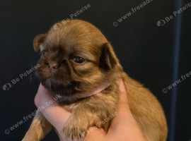 Beautiful Shih Tzu Puppies