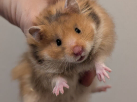 Pedigree hamsters.