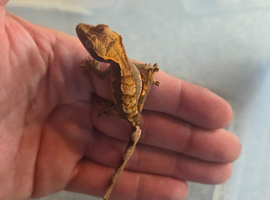 2 babies crested gecko for sale 60.00 each