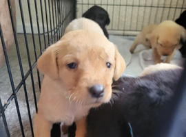 Gorgeous Lab puppies