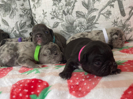 French bulldog puppy's