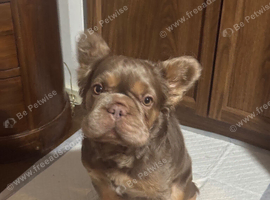 15 month old Fluffy frenchie