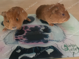 2 beautiful baby girl guinea pigs