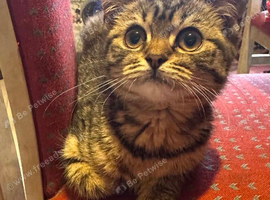 Beautiful kitten