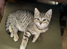 Lovely striped Tabby Kitten looking for his loving forever Home