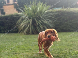 11 month old cocker spaniel