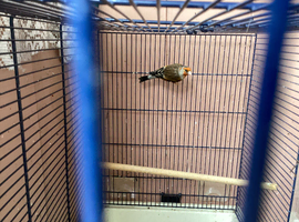Gold finch mule
