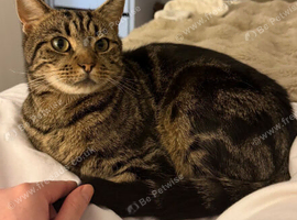 Beautiful Tabby Nala - Looking for a loving home with no other pets!