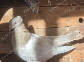 Iranian highflyer hen
