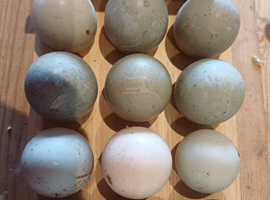 Mixed duck hatching eggs -Surprise hatch