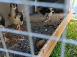 Chicks