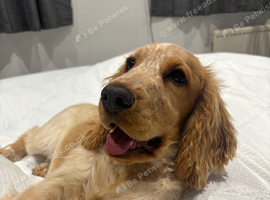 6 month old cocker spaniel puppy