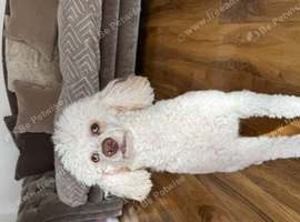 Meet Molly are toy poodle