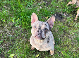 4 year old male