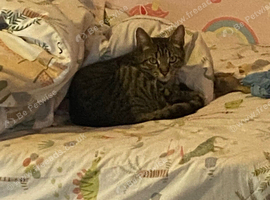 2 female cats