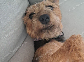 Jack Russell cross patterdale female