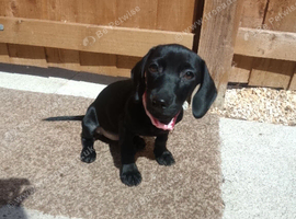 Female dashound x Jack Russel puppy