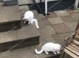 White pretty kittens