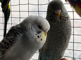 baby budgies