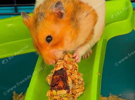 1 year old Syrian hamster
