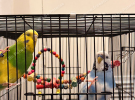 2 budgies one male one female