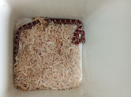 Nice corn snake without virgium