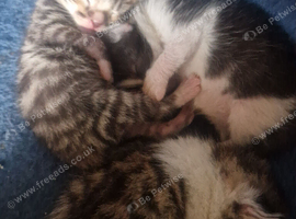 3 beautiful kittens for sale two male one female