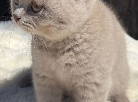 Pedigree British shorthair kittens
