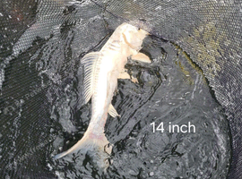 Japanese koi fish