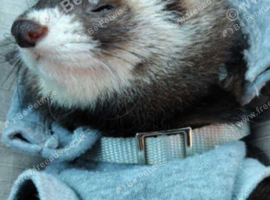 Ferrets for sale ready now