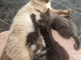 STUNNING RAGDOLL CROSS KITTENS - ABSOLUTELY GORGEOUS!