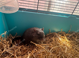 Single gerbil here with food cage