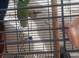 Male ring neck parrot