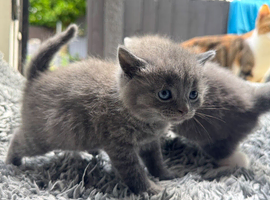 British short hair kittens
