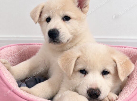 Lovley Akita Japananese