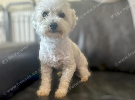 Bichon Frise 5yrs looking for new homes x2