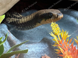FALSE WATER COBRA