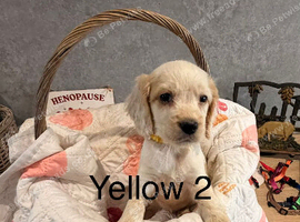 Cocker spaniel puppies ready I'm 2 weeks