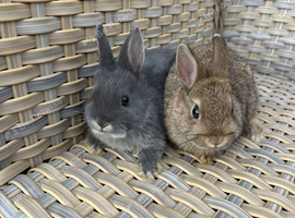Netherland dwarf baby rabbits.