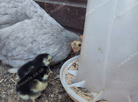 Mother hen with two chicks.