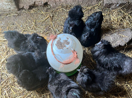 Mixed bantam silkie and silkie/pekin