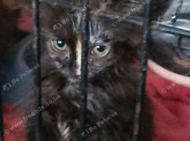 9 Weeks old kittens