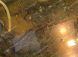 Turtle and Tank