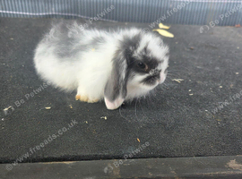 Mini lops