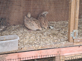 Quails
