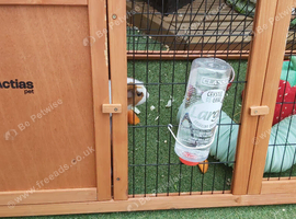 Guinea pigs with hutch run and food and bedding