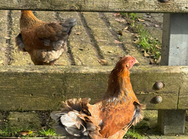 Perkin X Brahma Bantam Hens POL