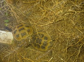 1 year old male and female tortoises with set up