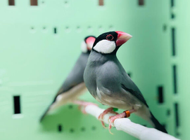 Java finches