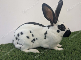 Purebred young English rabbit looking for a good home